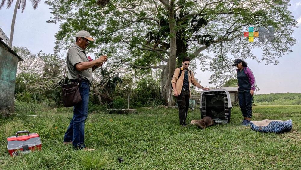 Reubican A Max Nutria De La Laguna Mandinga Tras Recuperarse De