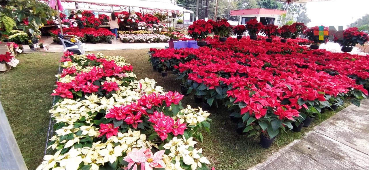 Hasta el 22 de diciembre se podrá comprar flor de Nochebuena en parque Doña  Falla